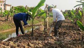 VIDEO: Vốn tín dụng chính sách giúp nông dân Thanh Hà phát triển kinh tế vườn